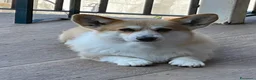 Corgi Pembroke cani in vendita: MARIA VITTORIA PAPILOVIT  a Provincia di Verona - Annuncio 2