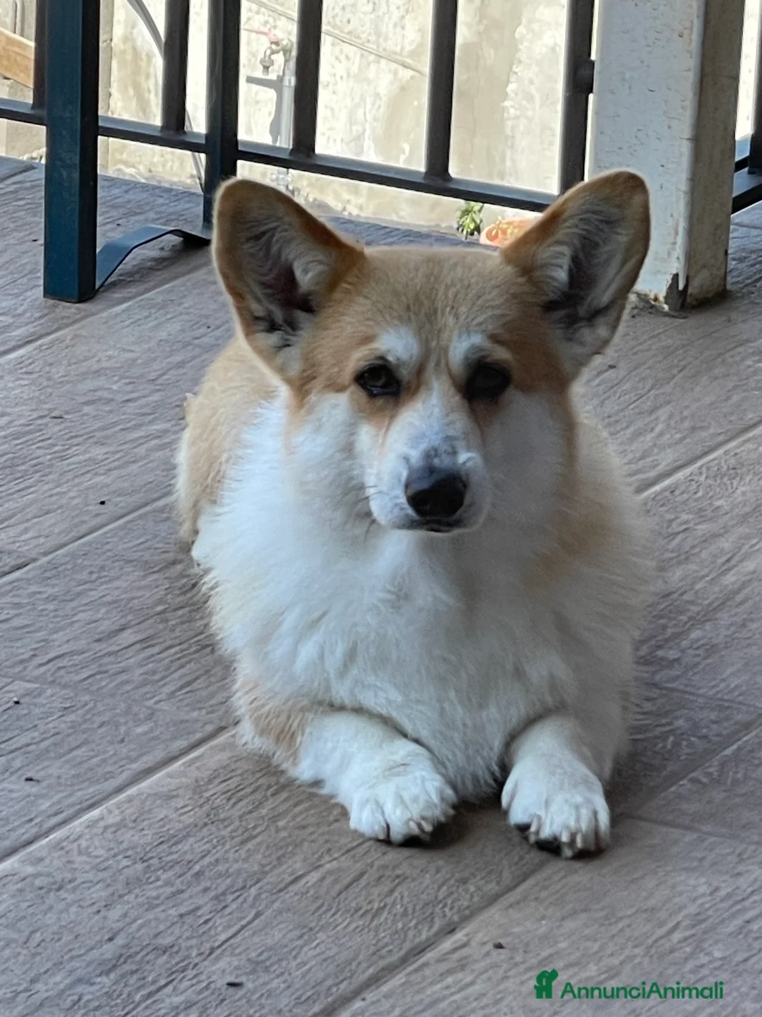Corgi Pembroke cani in vendita: MARIA VITTORIA PAPILOVIT  a Provincia di Verona - Annuncio 2