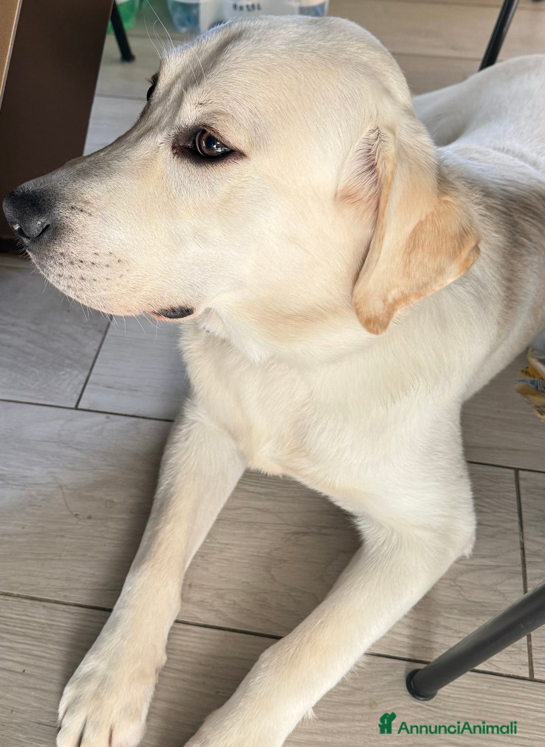 Labrador cani in vendita: Labrador reteiver - Annuncio 3