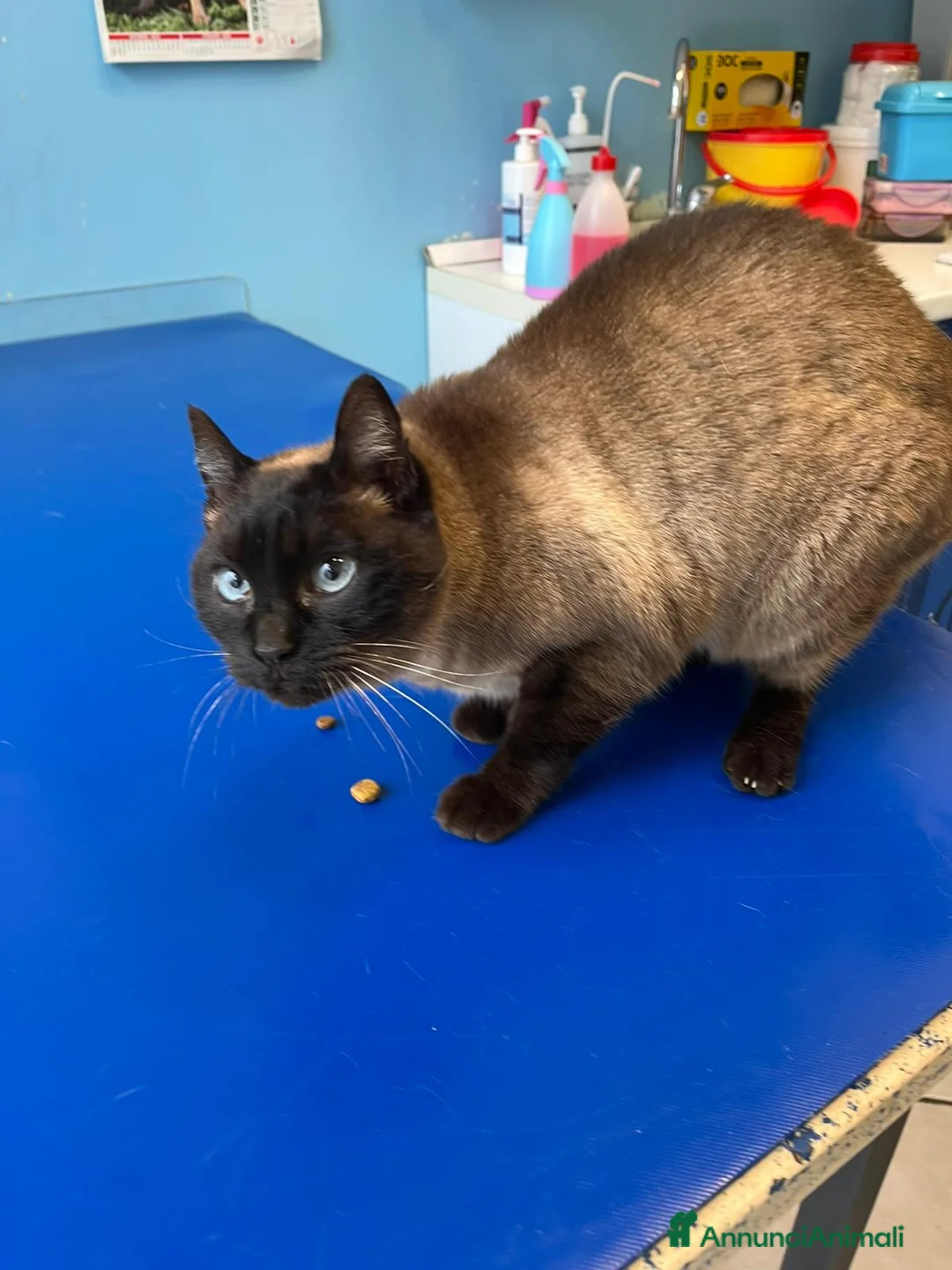 Siamese gatti in regalo: Gatta siamese in adozione - Annuncio 2