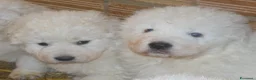 Pastore Maremmano cani in vendita: Spettacolari cuccioli di Pastore Abruzzese  - Annuncio 19
