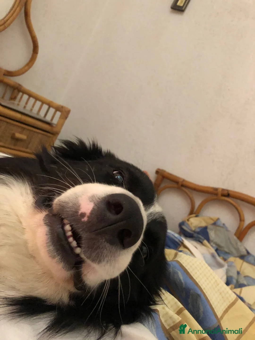 Border Collie cani per accoppiamento: Border Colli con Pedigree per accoppiamento - Annuncio 5