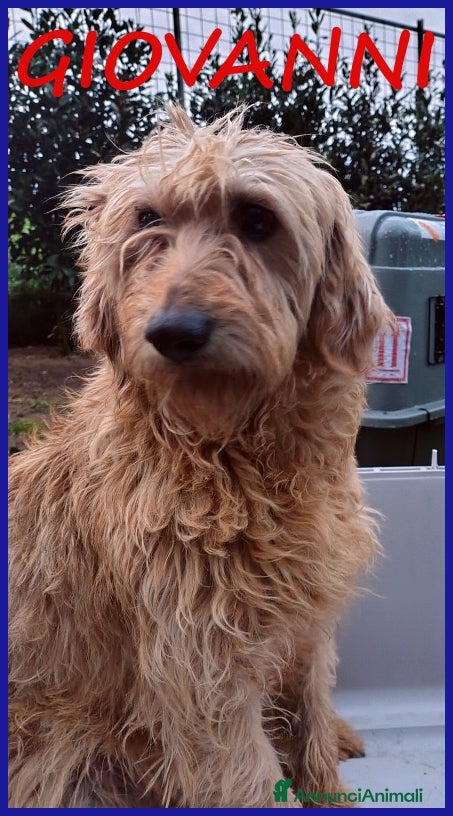 Spinone cani GIOVANNI, SPINONCINO 4 ANNI, UN PASSATO DI MALTRAT a Città metropolitana di Milano - Annuncio 5