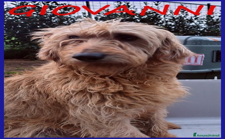 Spinone cani a Città metropolitana di Milano - Annuncio 3
