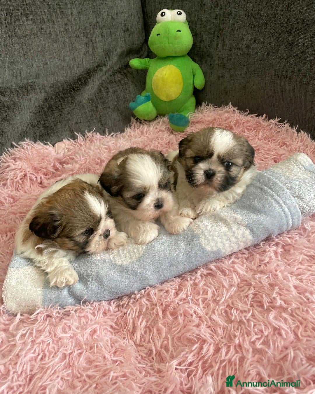 Shih Tzu cani in vendita: Cuccioli di Shih Tzu Imperiale a Città metropolitana di Milano - Annuncio 13