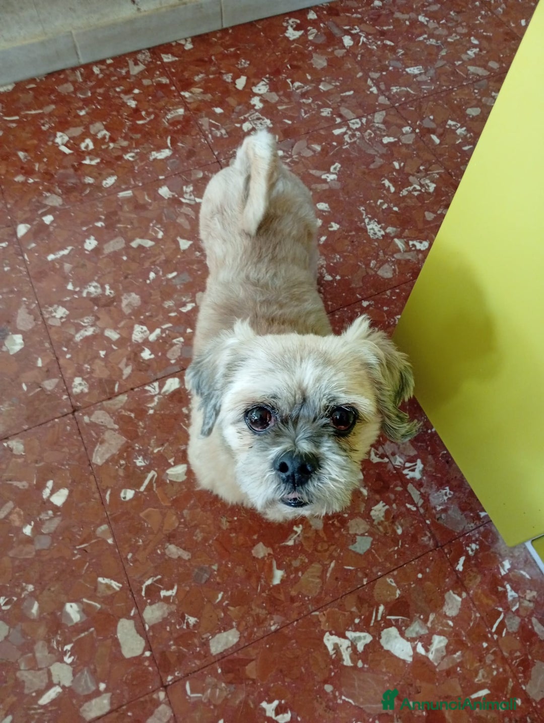 Irish Terrier cani in regalo: Lhasa apso 11anni kg9 ok gatti.ROMA - Annuncio 3