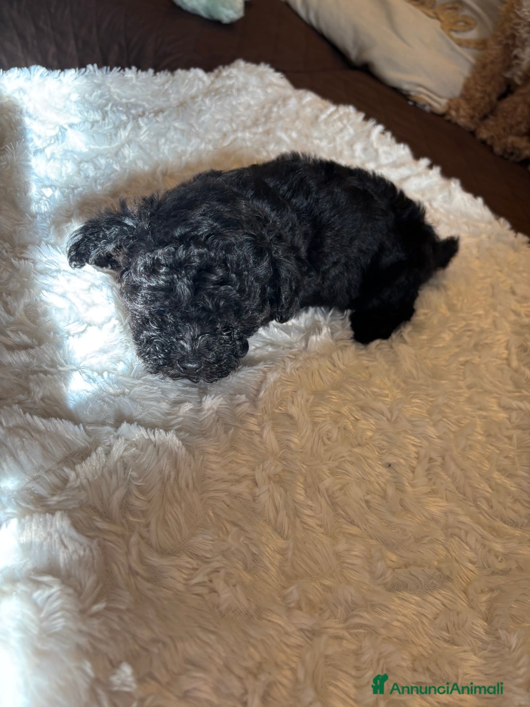 Barboncino Toy cani in vendita: barboncini toy - Annuncio 4