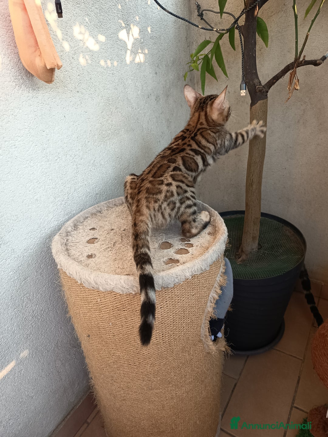 Bengala gatti in vendita: Maschietto & Feminuccia 🥰 - Annuncio 16