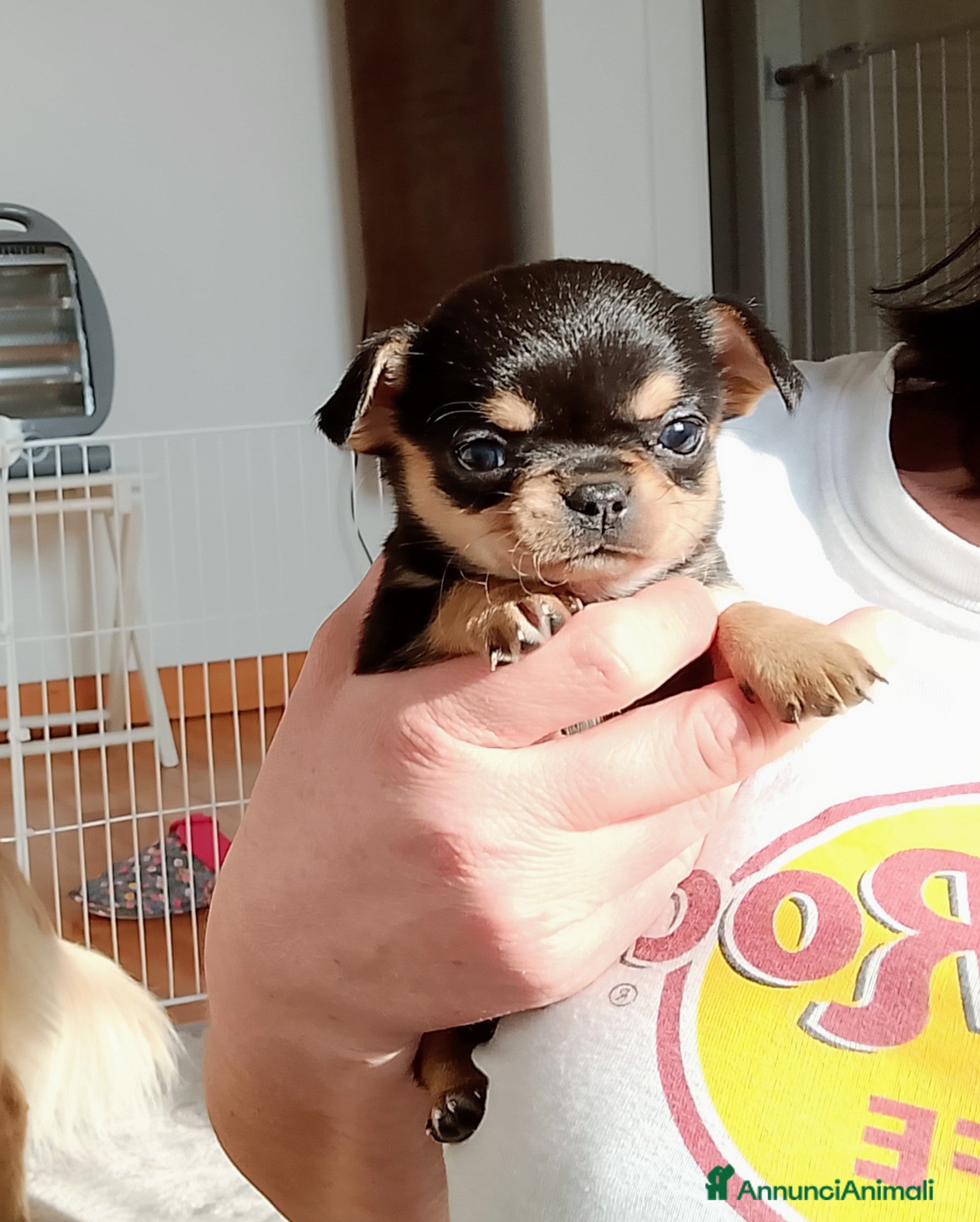 Chihuahua cani Chihuahua pedigree ENCI  - Annuncio 2