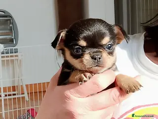 Chihuahua cani Chihuahua pedigree ENCI - Annuncio 2