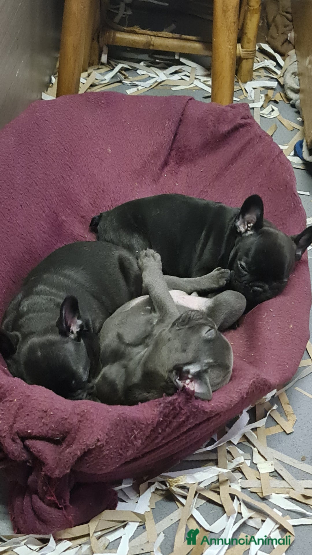 Bulldog Francese cani in vendita: BULLDOG FRANCESI CUCCIOLI allevati personalmente - Annuncio 10