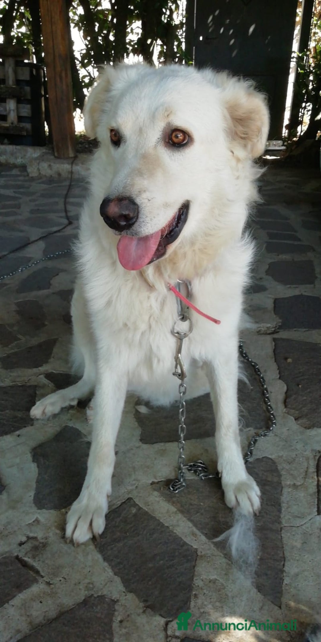 Meticcio cani in regalo: SALLY ATTENDE IL SUO RISCATTO, IN ADOZIONE - Annuncio 2