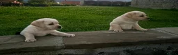 Labrador cani in vendita: Cuccioli di Labrador Miele a Provincia di Massa e Carrara - Annuncio 7
