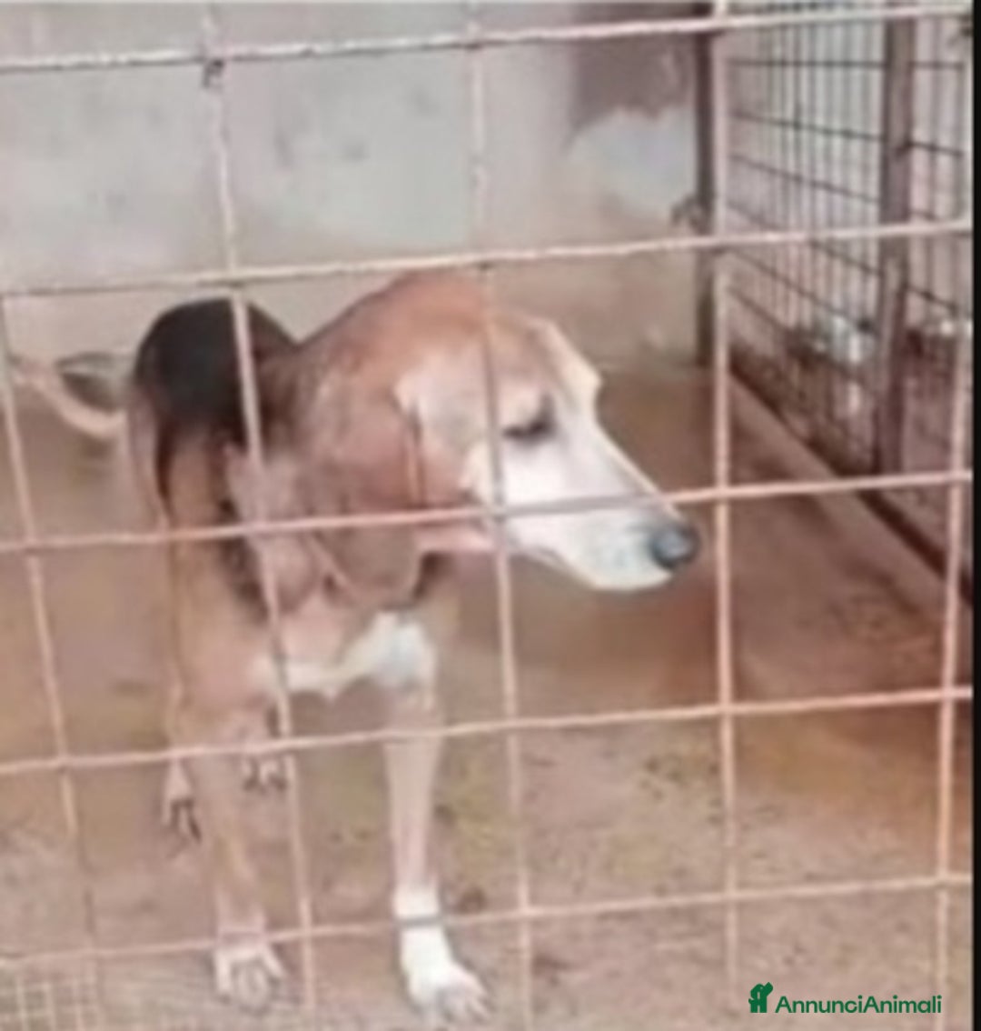 Segugio cani in regalo: Segugio x 8ANNI A CATENA CORTA!SOS X SPILLO.SUD a Città metropolitana di Milano - Annuncio 4