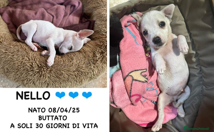 Meticcio cani a Provincia di Bergamo - Annuncio 3
