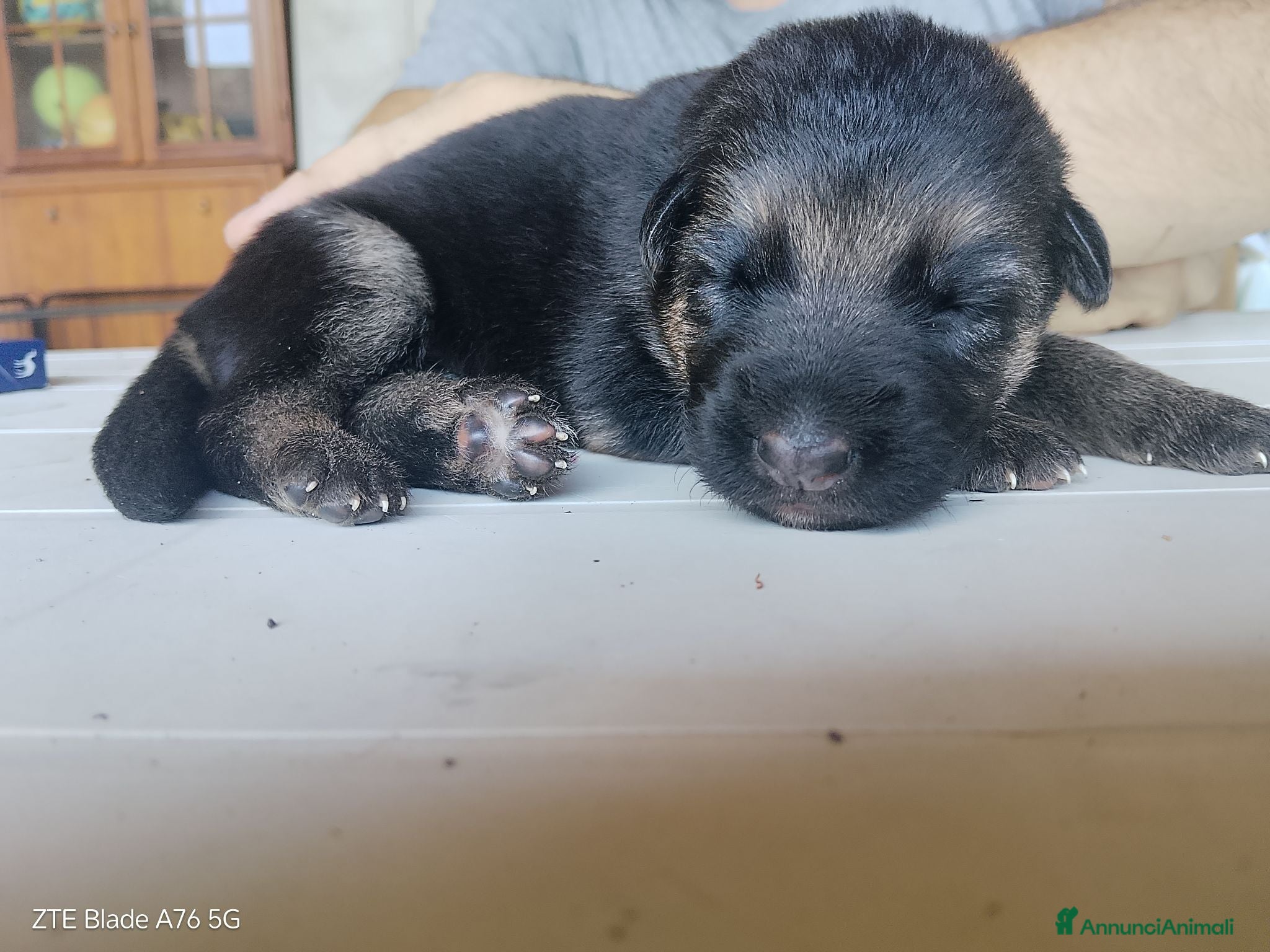 Pastore Tedesco cani Vendesi cuccioli pastore tedesco  - Annuncio 8