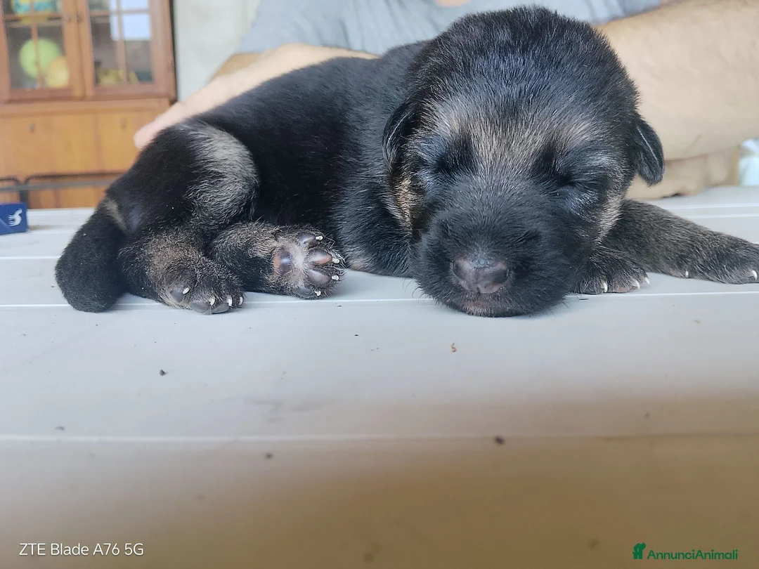 Pastore Tedesco cani in vendita: Vendesi cuccioli pastore tedesco  a Città Metropolitana di Torino - Annuncio 1