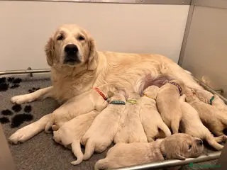 Golden Retriever cani Cuccioli Golden Retriver linea inglese - Annuncio 6