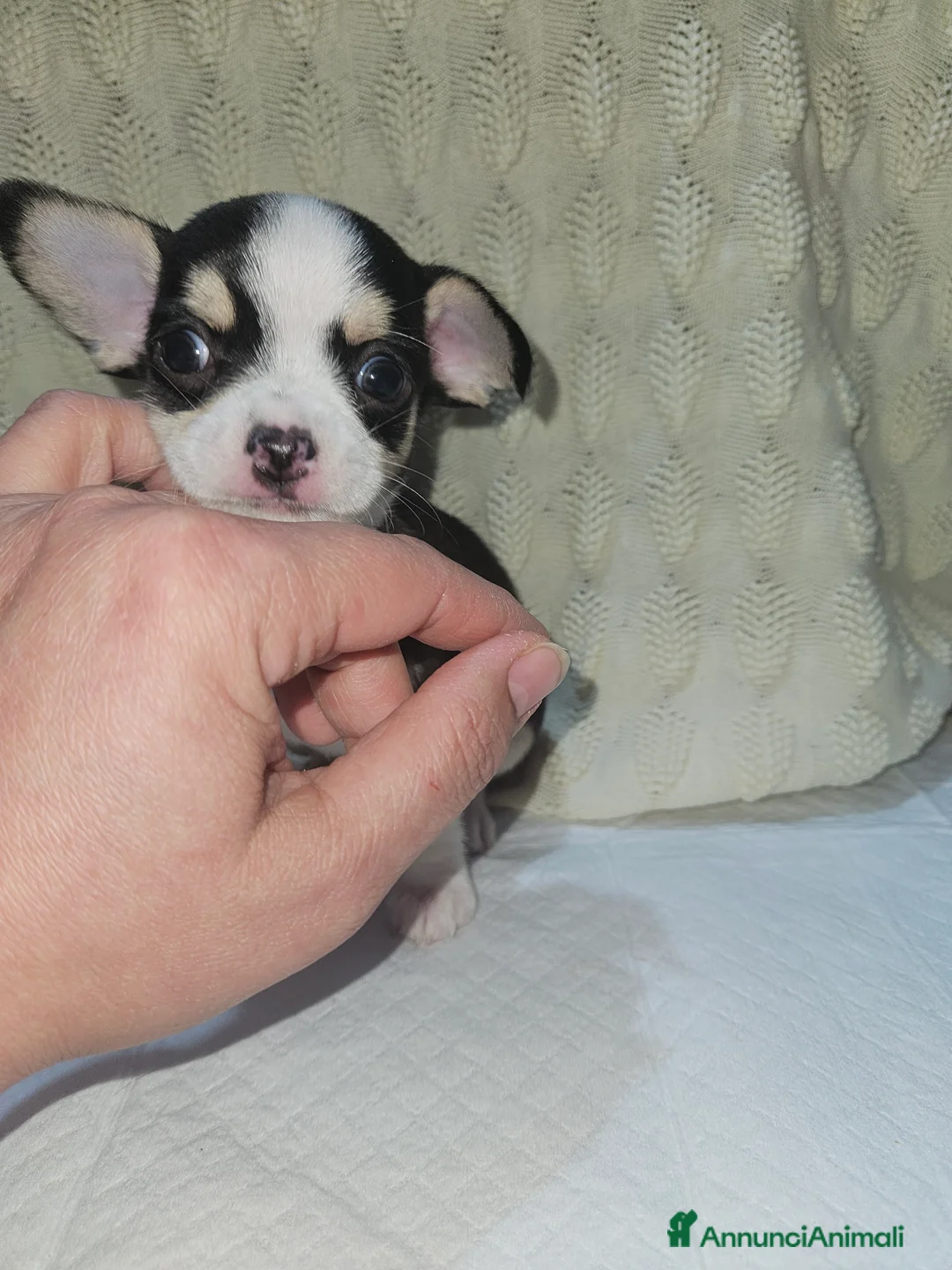 Chihuahua cani in vendita: Chihuahua mini - Annuncio 4