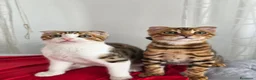 Bengala gatti in vendita: Incrocio Bengala/Scottish  - Annuncio 7