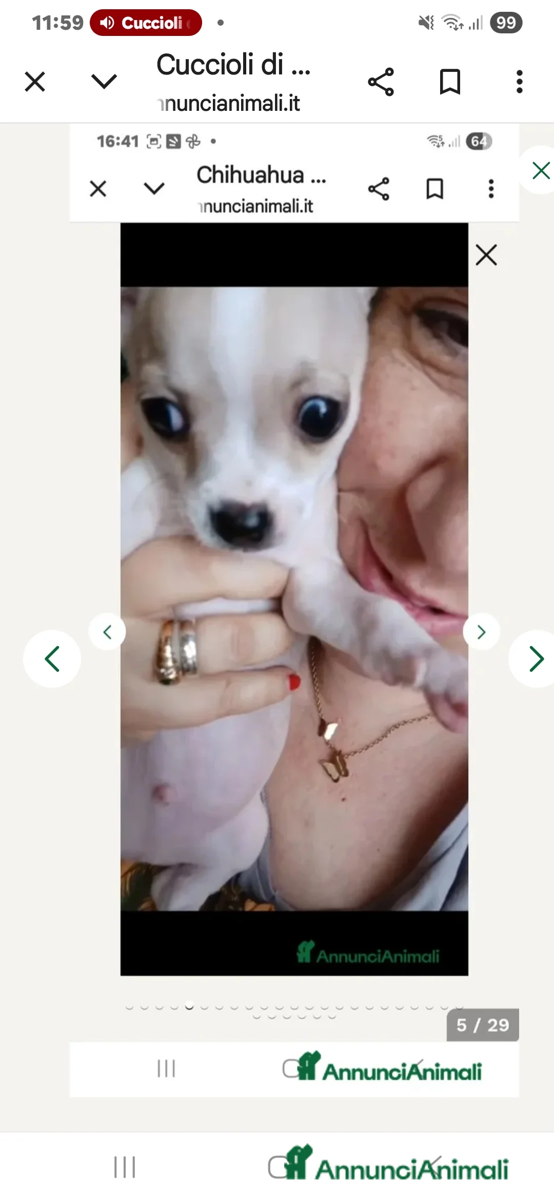 Chihuahua cani in vendita: Cuccioli di chihuahua - Annuncio 29