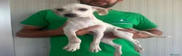 Meticcio cani in regalo: CUCCIOLA TG P - Annuncio 4