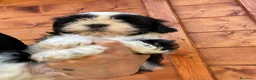 Shih Tzu cani in vendita: Cuccioli di Shi-tzu - Annuncio 37