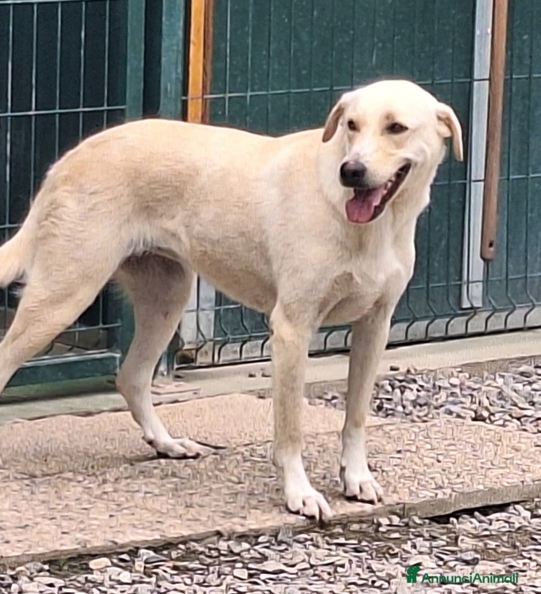 Labrador cani in regalo: Diana un cane speciale in cerca di casa  a Città metropolitana di Milano - Immagine 1