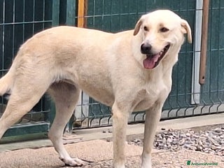 Labrador cani Diana un cane speciale in cerca di casa a Città metropolitana di Milano - Annuncio 4