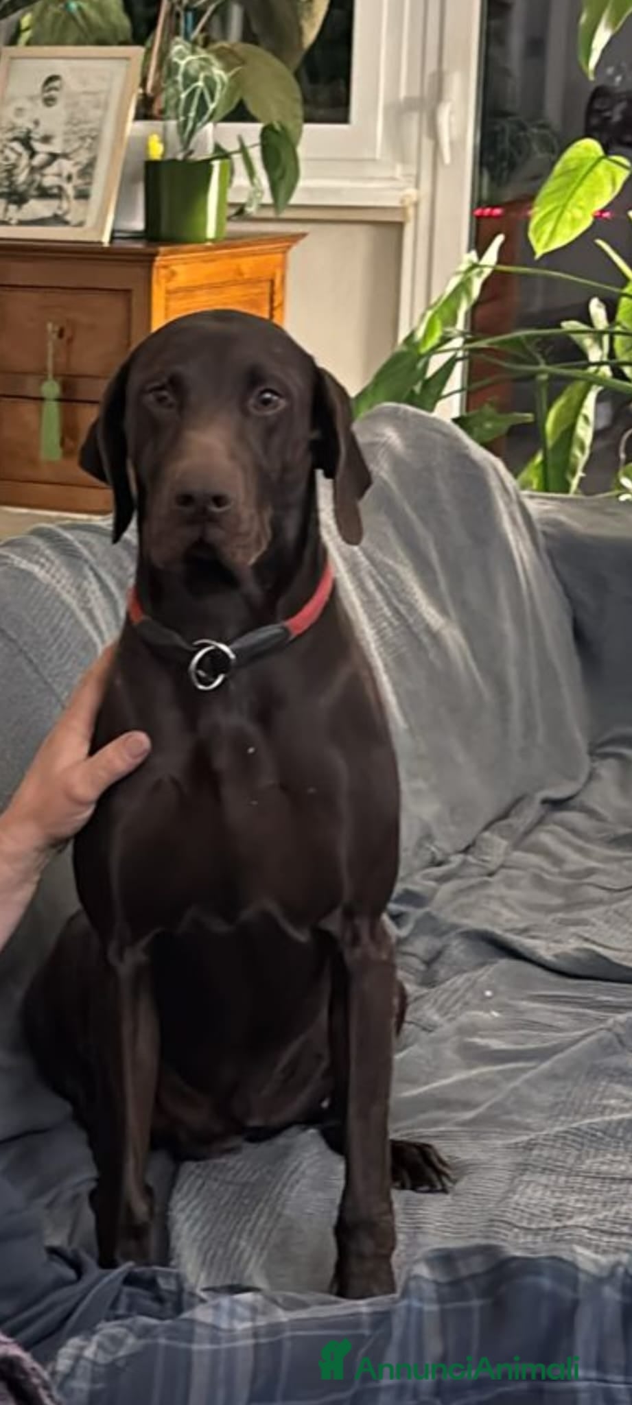 Bracco cani Bracco tedesco kursal con pedigee - Annuncio 1