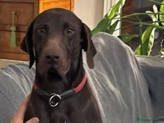 Bracco cani Bracco tedesco kursal con pedigee - Annuncio 1