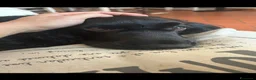 Cocker cani per accoppiamento: Cocker Spaniel Nero dolcissimo cerca fidanzata - Annuncio 1