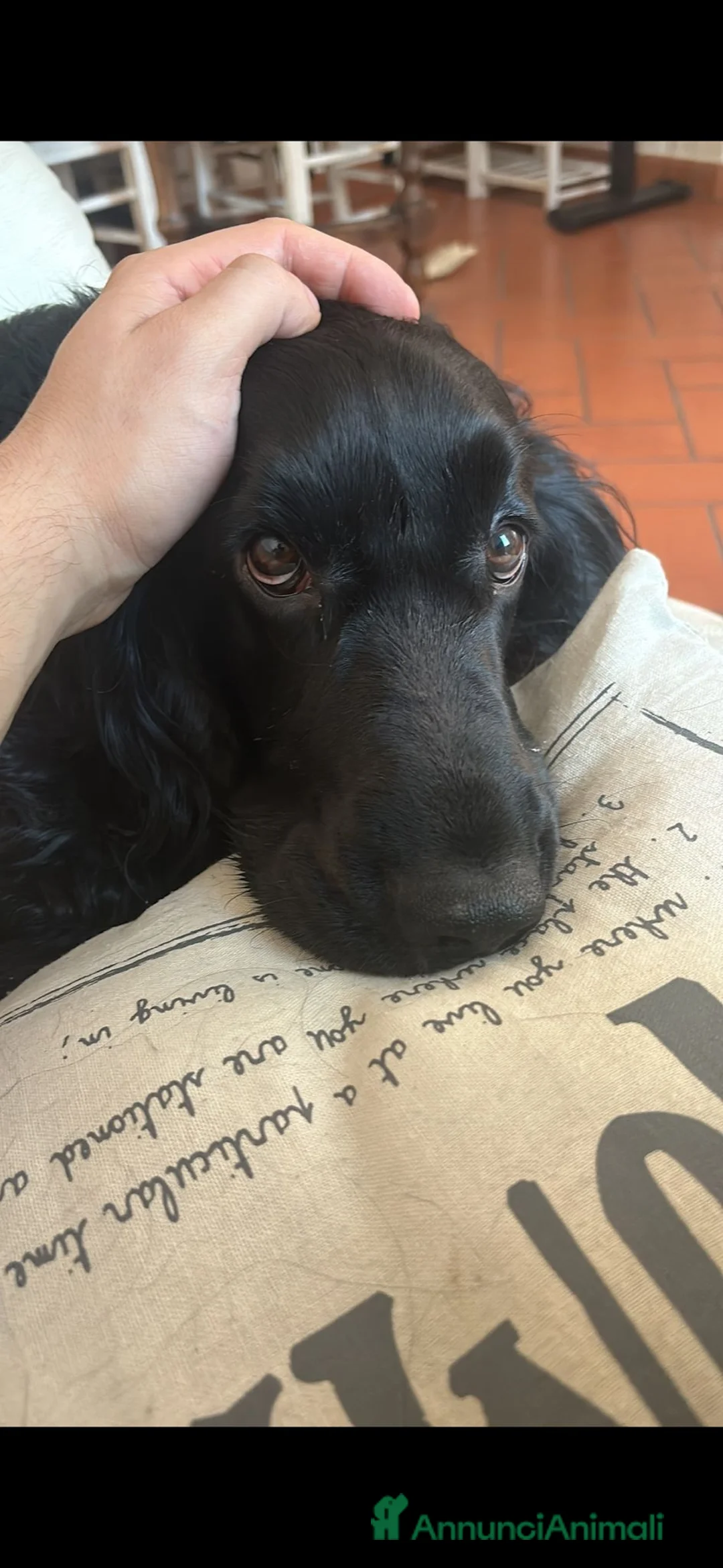 Cocker cani per accoppiamento: Cocker Spaniel Nero dolcissimo cerca fidanzata - Annuncio 1
