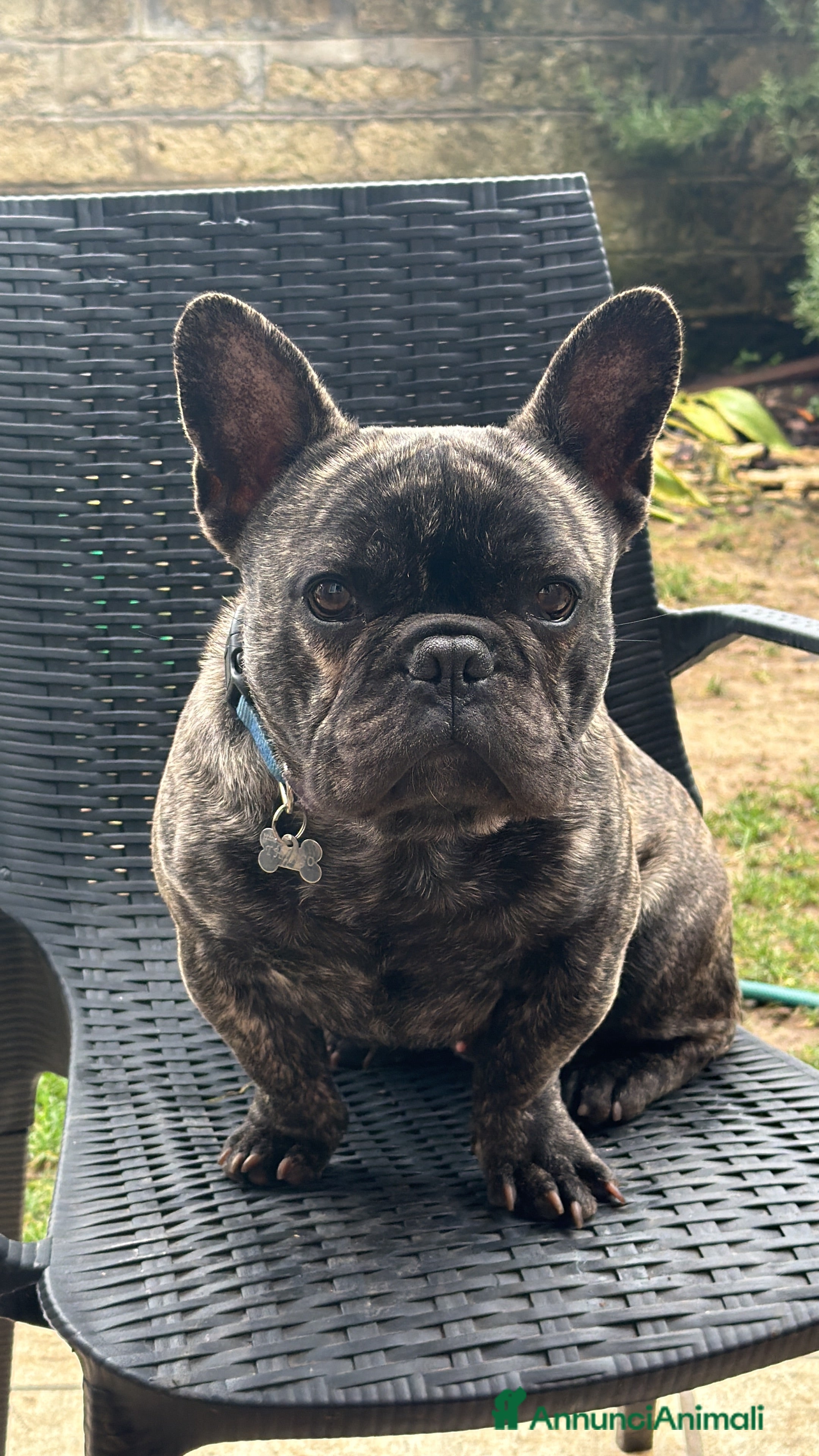 Bulldog Francese cani Bulldog francese  - Annuncio 2