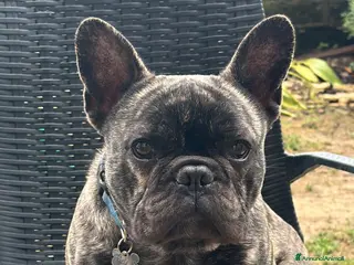 Bulldog Francese cani Bulldog francese - Annuncio 1