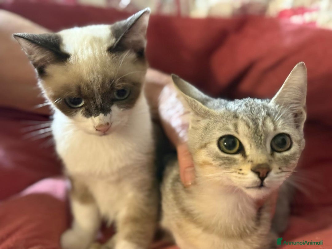 Europeo gatti in regalo: cuccioli gatto cercano casa❤️ ADOZIONE DI COPPIA - Annuncio 6