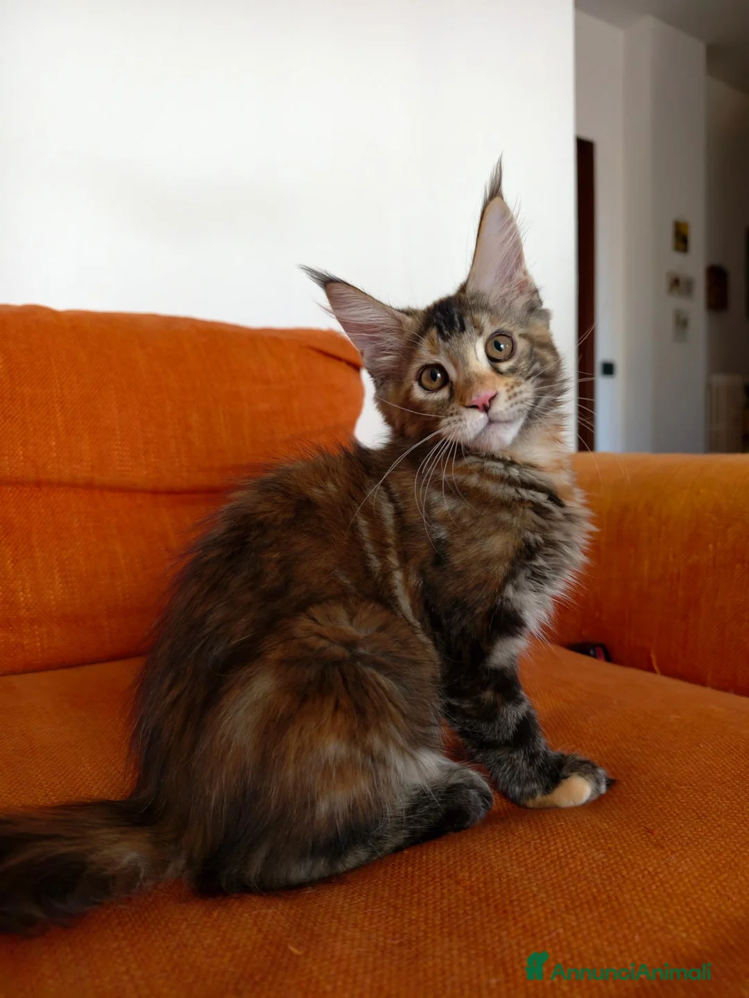 Maine Coon gatti in vendita: Bellissima cucciola Maine coon  - Annuncio 9