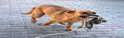 Meticcio cani in regalo: ARGO CERCA CASA - Annuncio 16