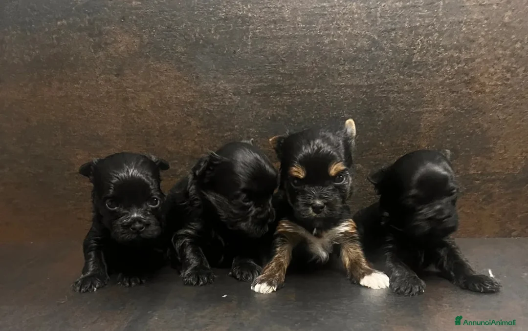 Yorkshire cani in vendita: Quattro minuscole Yorkie femmine, Ognuna unica - Annuncio 7