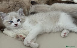 Ragdoll gatti in vendita: Ragdoll cucciolo  a Provincia di Varese - Immagine 9