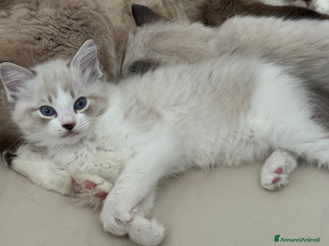 Ragdoll gatti in vendita: Ragdoll cucciolo  a Provincia di Varese - Immagine 9