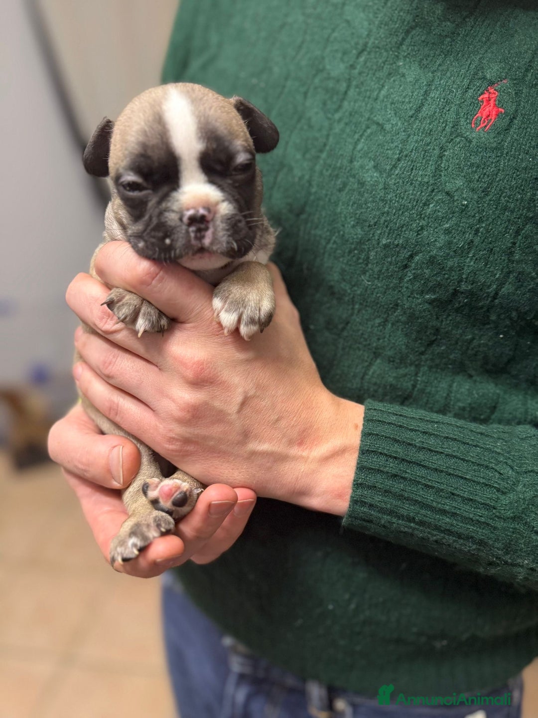 Bulldog Francese cani in vendita: Cuccioli di Buldog francese  - Annuncio 6