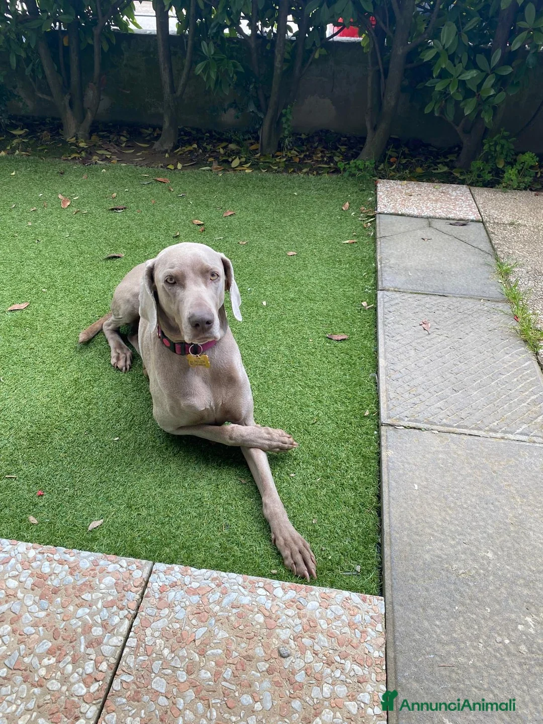 Weimaraner cani in vendita: Ultimi tre Maschietti di Weimaraner - Annuncio 1