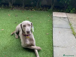 Weimaraner cani Ultimi tre Maschietti di Weimaraner - Annuncio 1