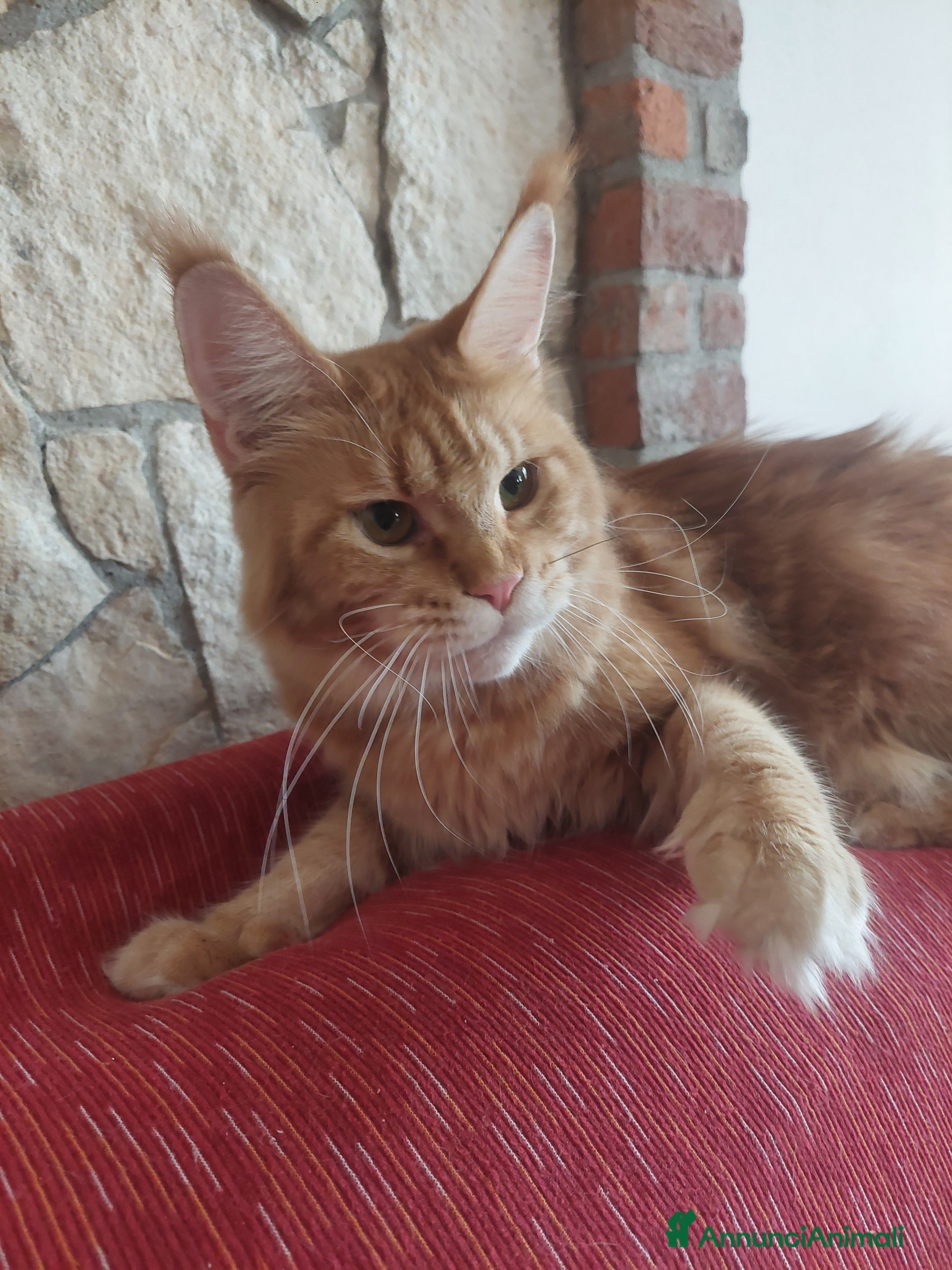 Maine Coon gatti Maine coon  - Annuncio 1
