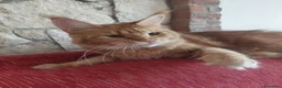 Maine Coon gatti in vendita: Maine coon  - Annuncio 1