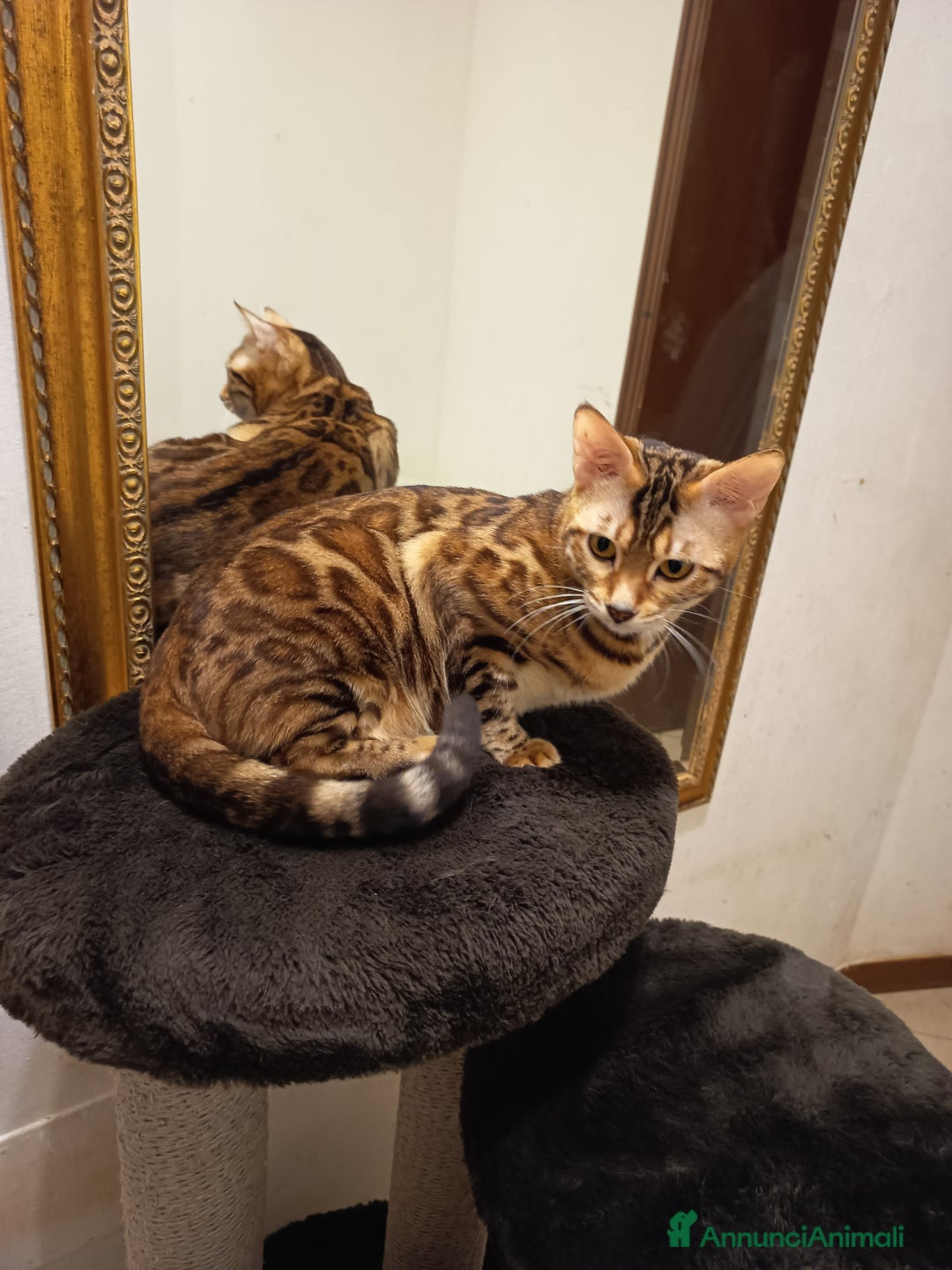Bengala gatti in vendita: feminuccia Bengala  - Annuncio 2