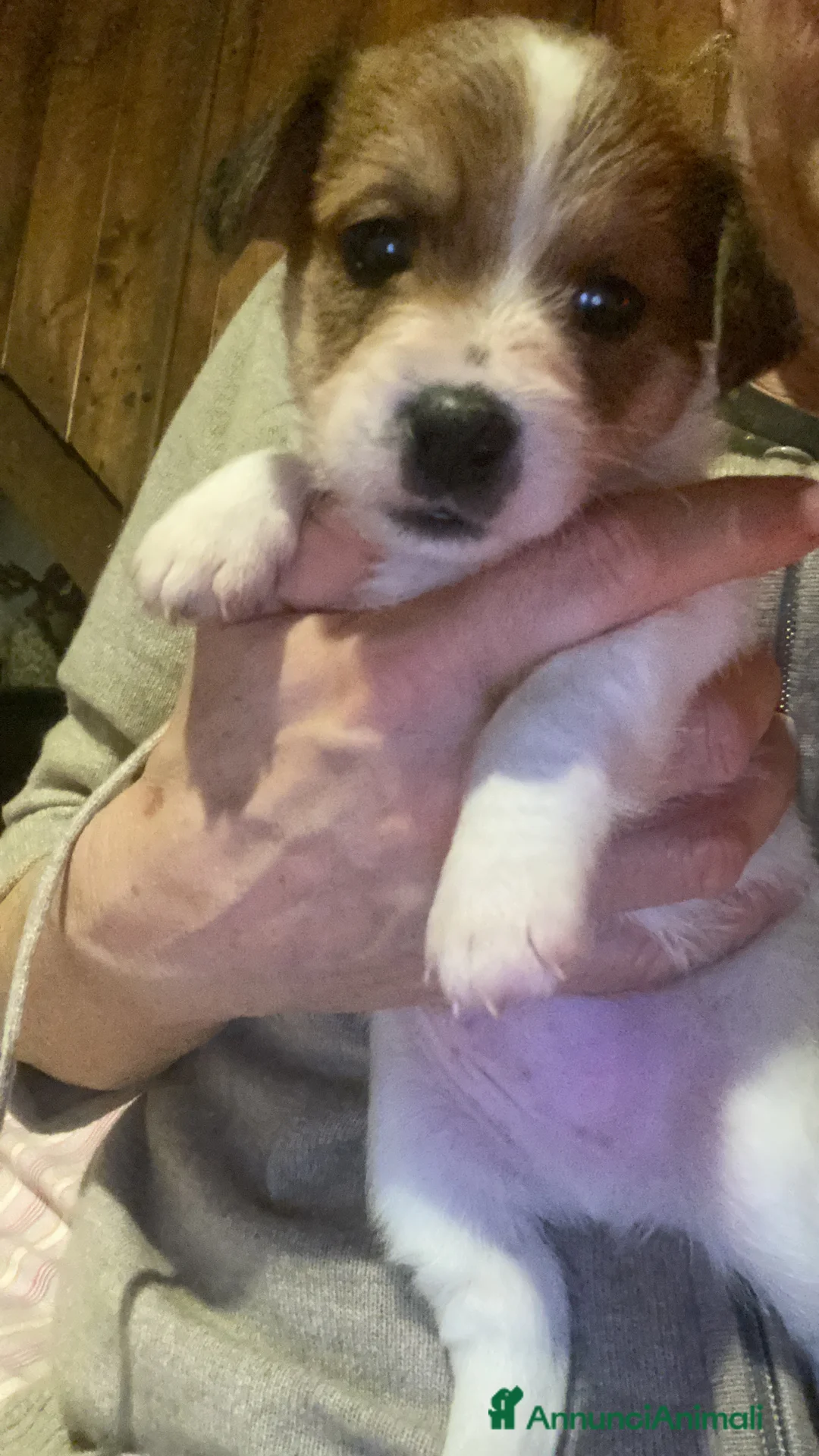 Jack Russell cani in vendita: Jack Russell terrier cucciolo 2 mesi pelo ruvido  - Annuncio 3