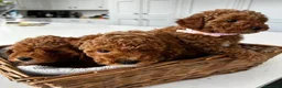 Barboncino Toy cani in vendita:  3 Adorabili Barboncini Toy a Città metropolitana di Milano - Annuncio 16