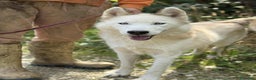 Husky cani in regalo: GOLEM, splendido HUSKY dagli occhi di ghiaccio! - Annuncio 2